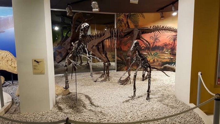 Paleontological Museum in Elche